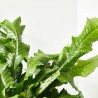 ASPLENIUM MICROSORUM COCODRILUS MACETA 20CM COLGANTE