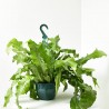 ASPLENIUM MICROSORUM COCODRILUS MACETA 20CM COLGANTE