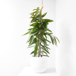 FICUS AMSTEL KING MACETA 4L