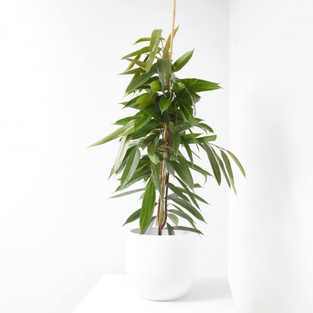 FICUS AMSTEL KING MACETA 4L