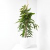 FICUS AMSTEL KING MACETA 4L