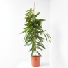 FICUS AMSTEL KING MACETA 4L