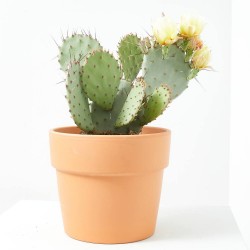 OPUNTIA MACETA 5L