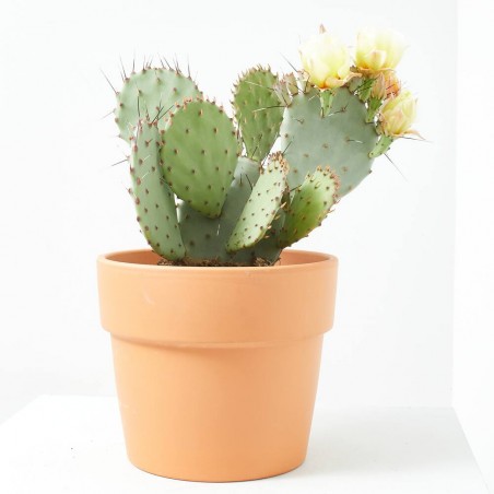 OPUNTIA MACETA 5L