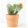 OPUNTIA MACETA 5L