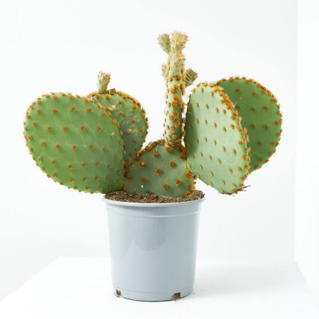OPUNTIA MACETA 5L