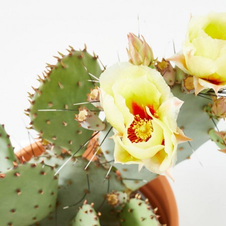 OPUNTIA MACETA 5L