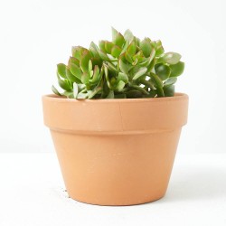 CRASULA MIX MACETA 15CM