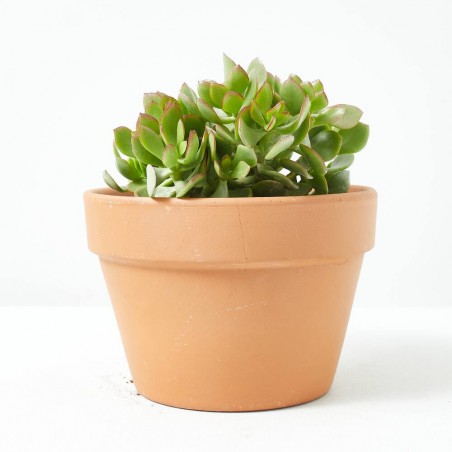 CRASULA MIX MACETA 15CM