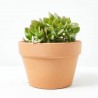CRASULA MIX MACETA 15CM