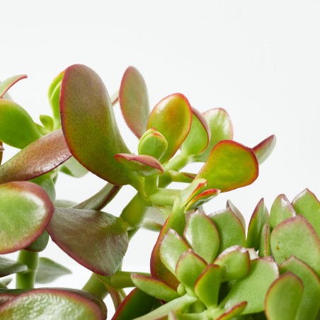 CRASULA MIX MACETA 15CM