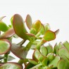 CRASULA MIX MACETA 15CM