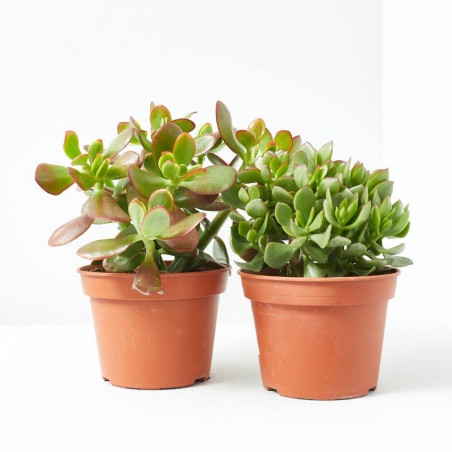 CRASULA MIX MACETA 15CM