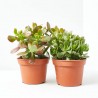 CRASULA MIX MACETA 15CM