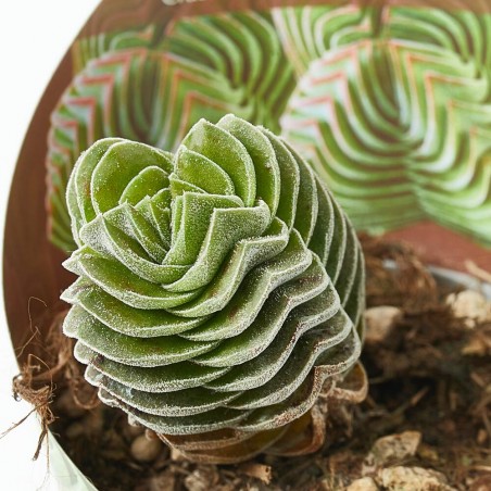 CRASSULA TEMPLO DE BUDA MACETA 6.5CM