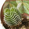 CRASSULA TEMPLO DE BUDA MACETA 6.5CM
