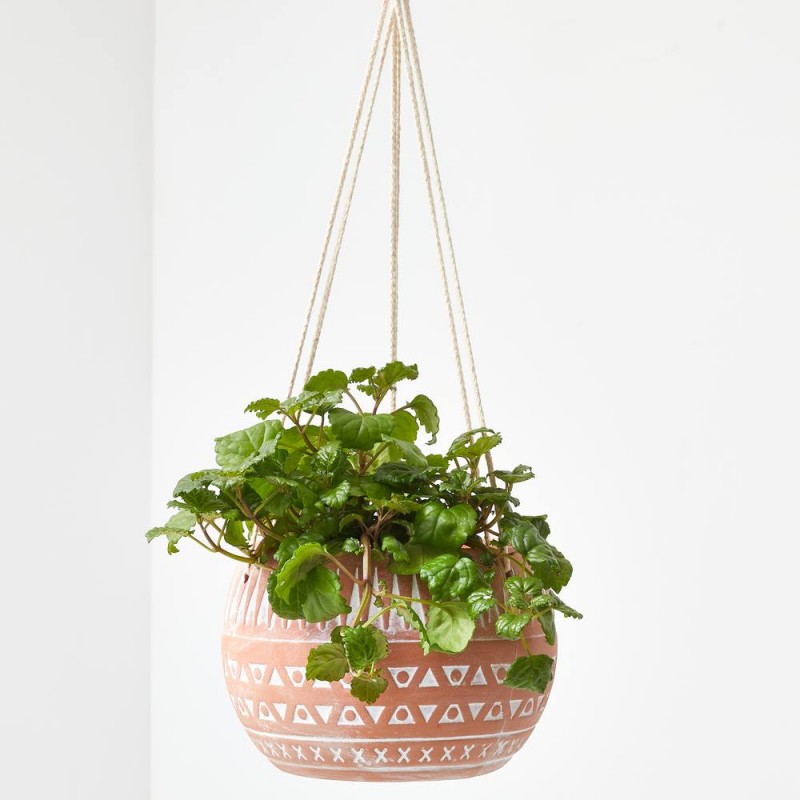 PLANTA DINERO COLGANTE