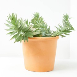 EUPHORBIA RIGIDA MACETA 3L