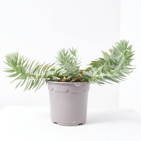 EUPHORBIA RIGIDA MACETA 3L