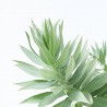 EUPHORBIA RIGIDA MACETA 3L