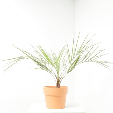BUTIA CAPITATA  MACETA 5L