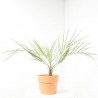 BUTIA CAPITATA  MACETA 5L