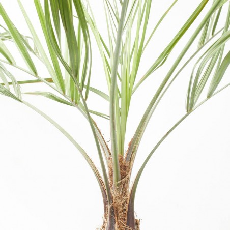 BUTIA CAPITATA  MACETA 5L
