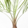 BUTIA CAPITATA  MACETA 5L