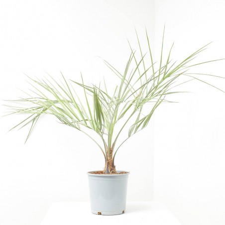 BUTIA CAPITATA  MACETA 5L