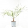 BUTIA CAPITATA  MACETA 5L
