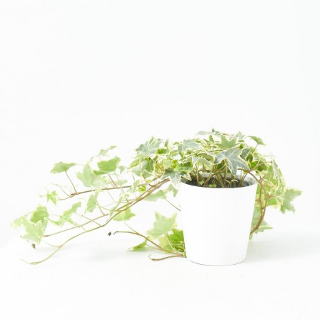 HIEDRA MINI MACETA 11CM