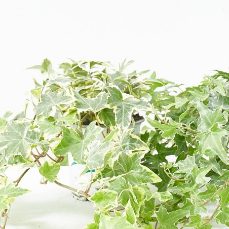 HIEDRA MINI MACETA 11CM