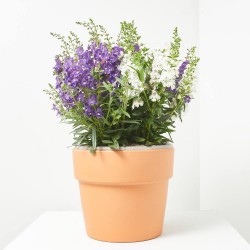 ANGELONIA TRICOLOR TARRINA 25CM