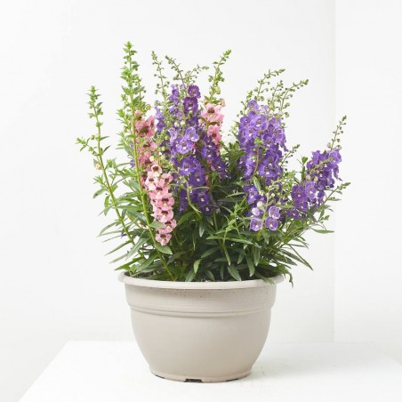 ANGELONIA TRICOLOR TARRINA 25CM