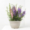ANGELONIA TRICOLOR TARRINA 25CM