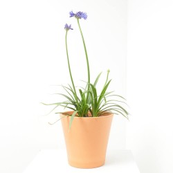 AGAPANTHUS SPECIAL MACETA 5L