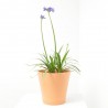 AGAPANTHUS SPECIAL MACETA 5L