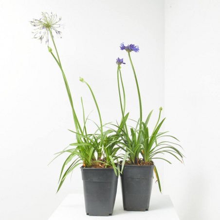 AGAPANTHUS SPECIAL MACETA 5L