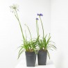 AGAPANTHUS SPECIAL MACETA 5L
