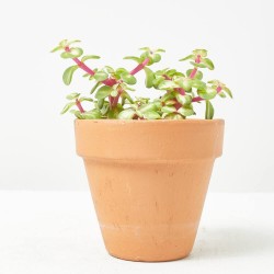 PORTULACARIA MEDIOPICTA MACETA 9CM