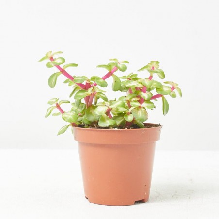 PORTULACARIA MEDIOPICTA MACETA 9CM