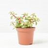 PORTULACARIA MEDIOPICTA MACETA 9CM