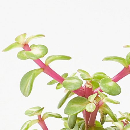 PORTULACARIA MEDIOPICTA MACETA 9CM