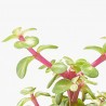 PORTULACARIA MEDIOPICTA MACETA 9CM