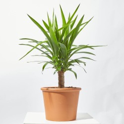 PALMERA YUCCA EXTERIOR