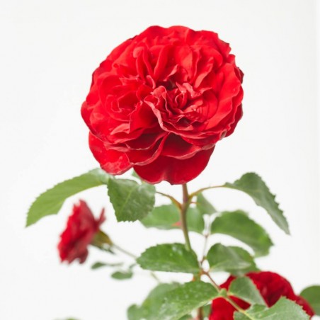 ROSAL CRAZY IN LOVE ROJO