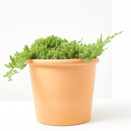 JUNIPERUS PROCUMBENS MACETA 3L