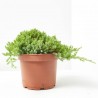 JUNIPERUS PROCUMBENS MACETA 3L