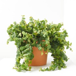 FICUS PUMILA TARRINA 22CM COLGAR