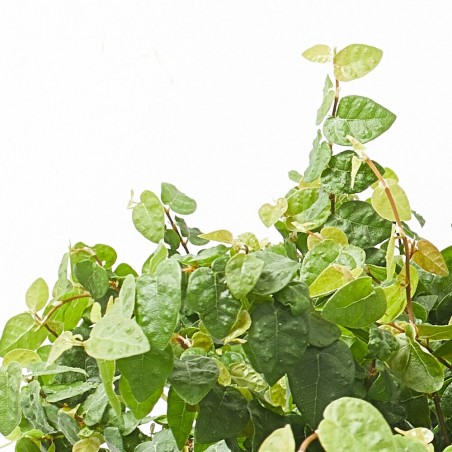 FICUS PUMILA TARRINA 22CM COLGAR